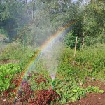 La natura fertilizza l'orto col suo arcobaleno