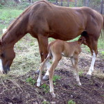 Neshua e Cheyenne