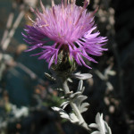 Centaurea scannensis (il fiordaliso del Sagittario)