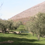 L'oliveto