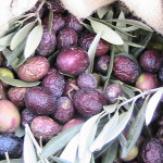 Olive in dettaglio